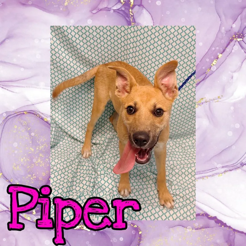 A baby medium-sized female Yellow / Tan / Blond / Fawn Shepherd dog named Piper for adoption in Royse City, TX