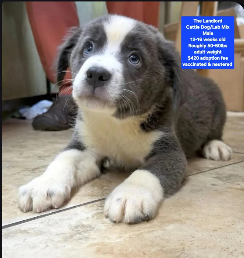 A baby medium-sized male Cattle Dog dog named The Landlord for adoption in Oviedo, FL