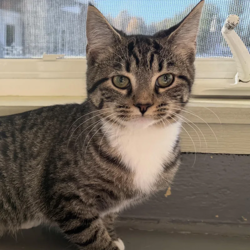 A baby medium-sized female Tabby (Gray / Blue / Silver) Domestic Short Hair cat named Queen for adoption in Latrobe, PA
