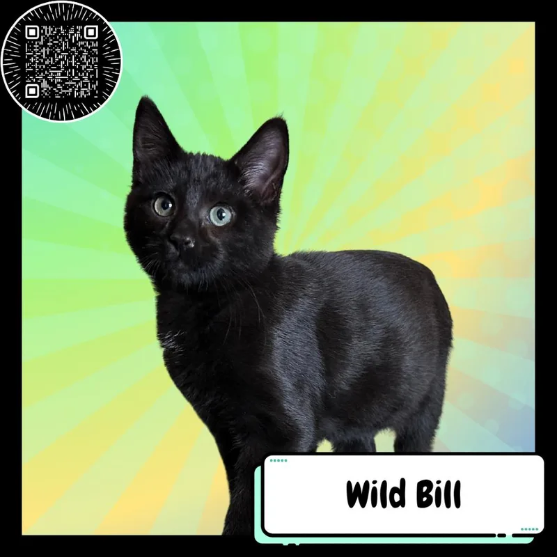 A young small-sized male Black Domestic Short Hair cat named Wild Bill Hikock for adoption in Suisun City, CA