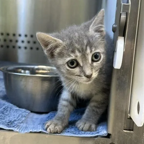 A baby small-sized female Domestic Short Hair cat named Bulda for adoption in Indianapolis, IN