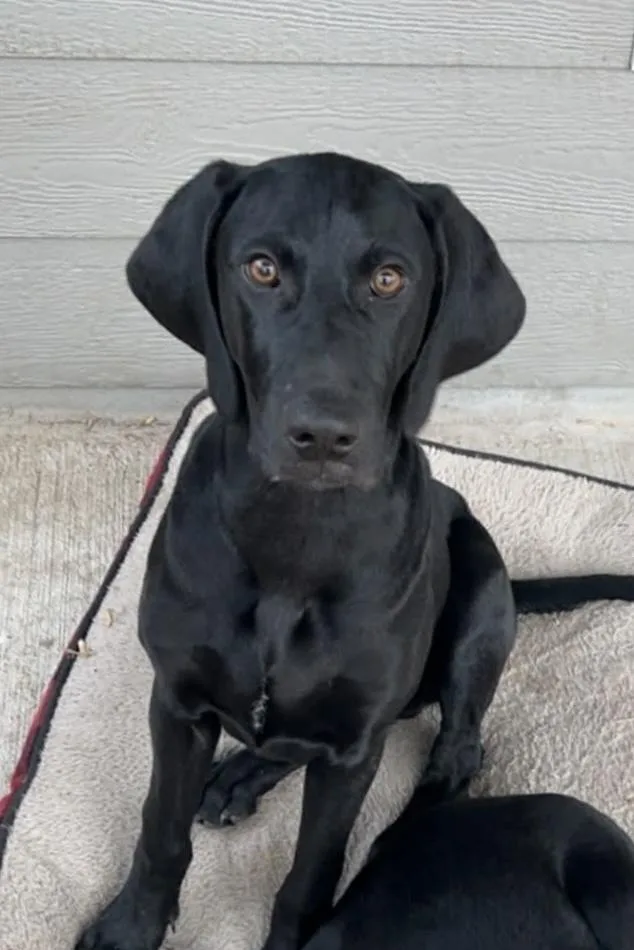 Caffery  Dante thumbnail 2