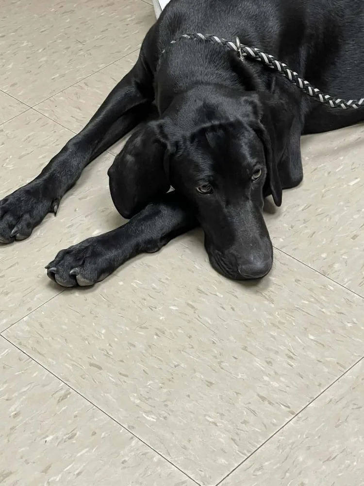 Caffery  Dante thumbnail 3