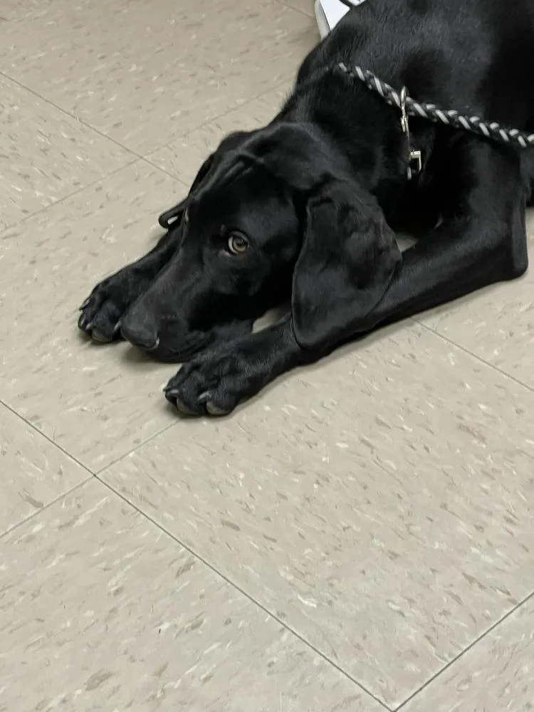 Caffery  Dante thumbnail 4