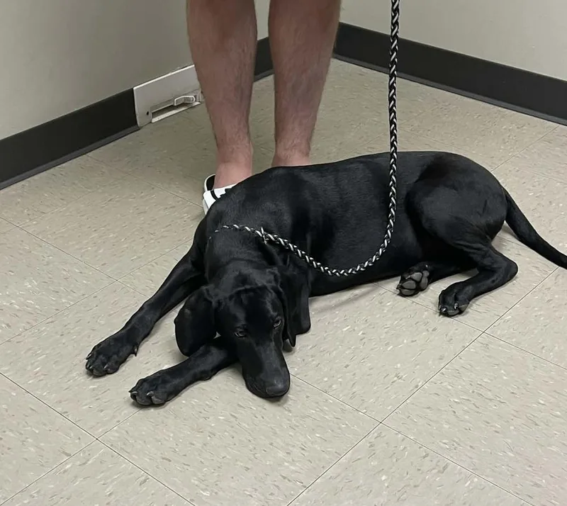 Caffery  Dante thumbnail 5