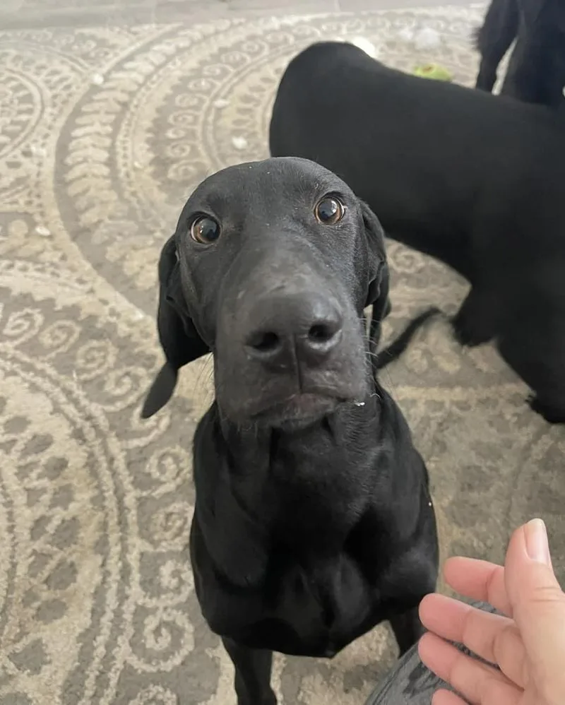 Caffery  Dante thumbnail 6