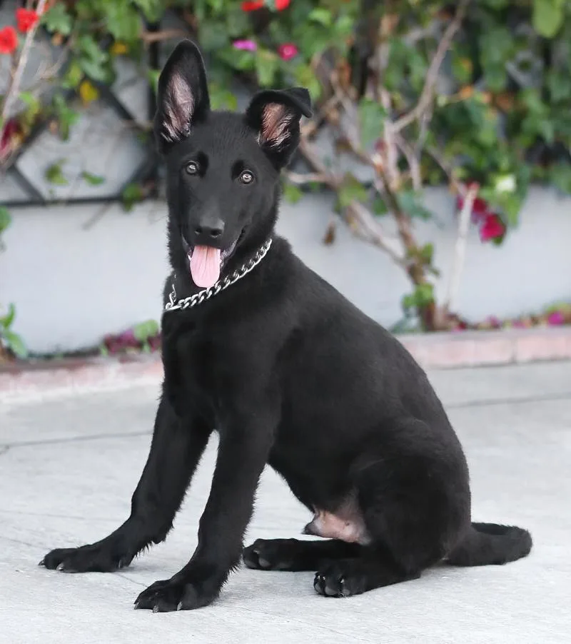 A baby large-sized male Black German Shepherd Dog dog named Midnight von Miehlen for adoption in Los Angeles, CA