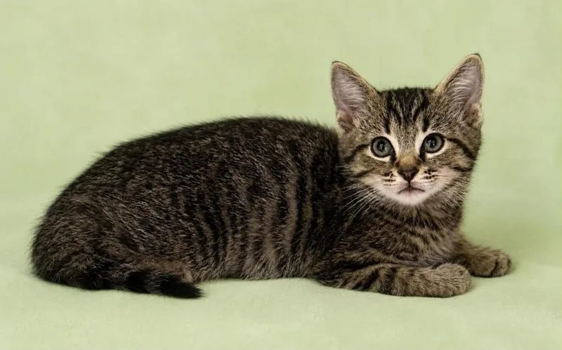 A baby small-sized male Domestic Short Hair cat named Andi for adoption in Columbia, TN