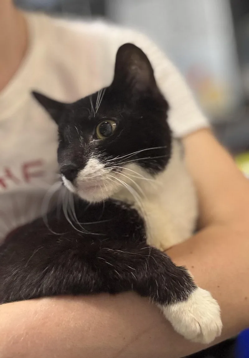 A young medium-sized female Black & White / Tuxedo Domestic Short Hair cat named KORA N. the for adoption in New York, NY