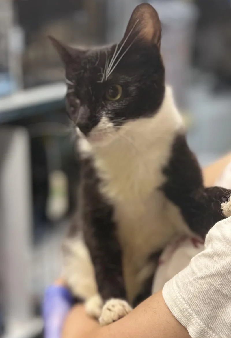 KORA N.  the thumbnail 2