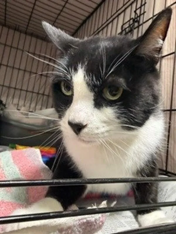 An adult large-sized male Domestic Short Hair cat named Marble for adoption in Dallas, GA