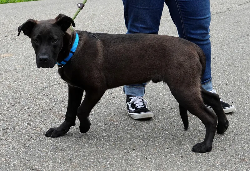 A young medium-sized male Black Shepherd dog named Eric for adoption in Millfield, OH