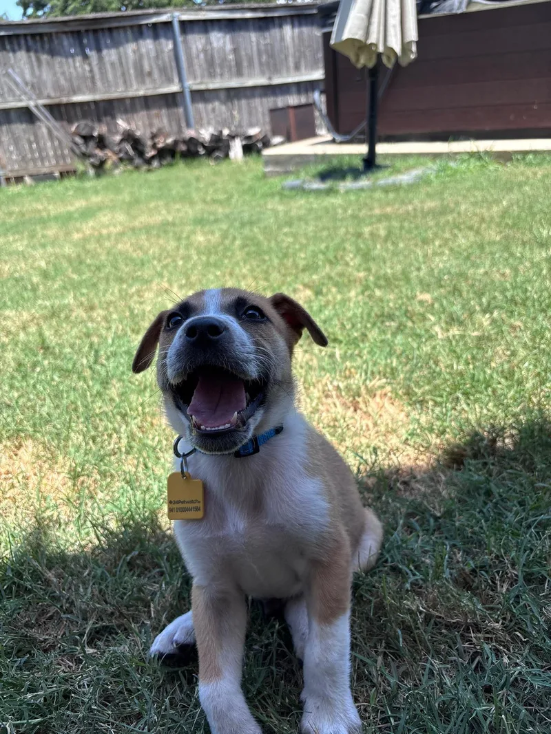 A baby small-sized male Tricolor (Brown, Black, & White) Mixed Breed dog named Rider for adoption in Pilot Point, TX