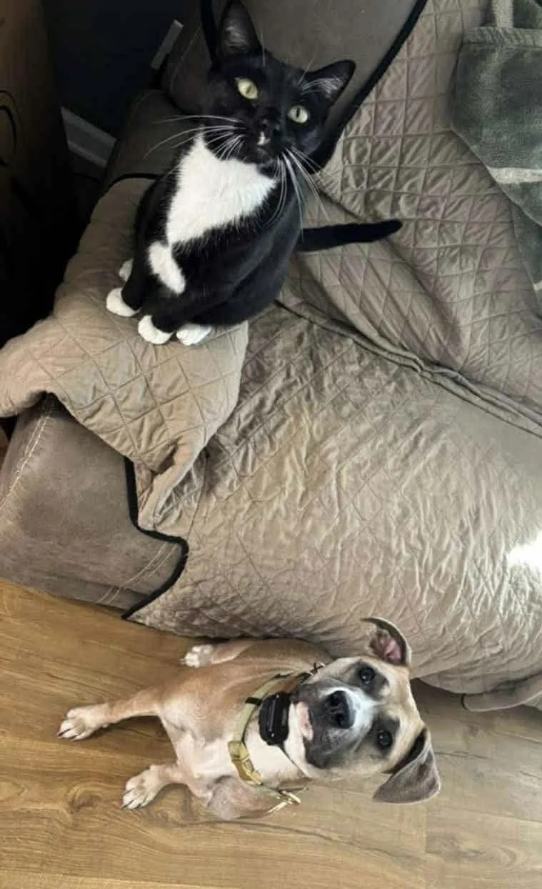 Lucky Clover thumbnail 3