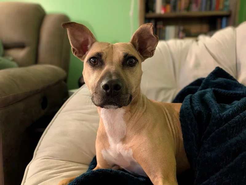 An adult medium-sized female American Staffordshire Terrier dog named Polly for adoption in Arlington, VA