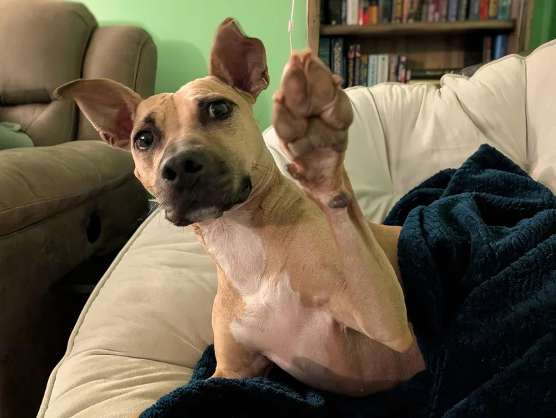 Polly thumbnail 3