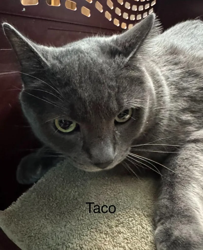 Taco