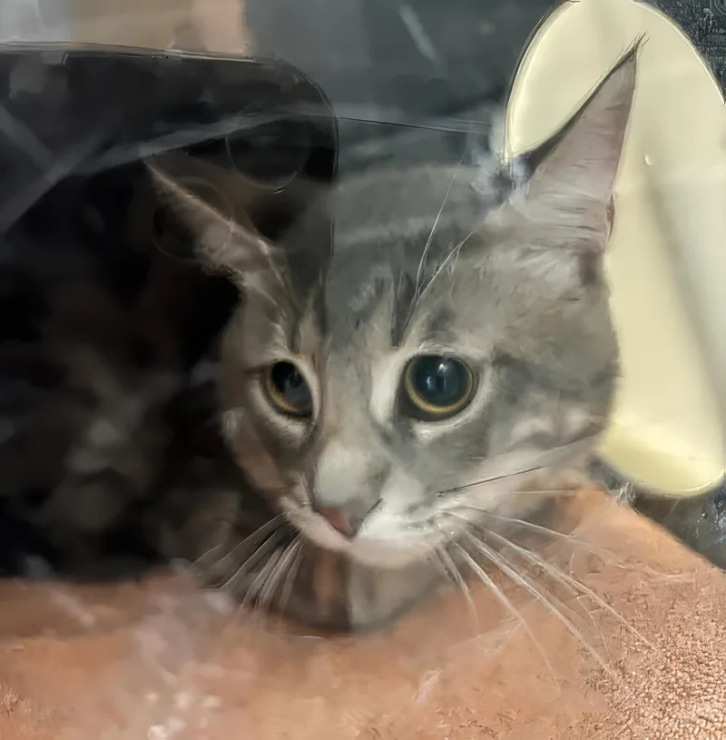 An adult medium-sized male Tabby (Gray / Blue / Silver) Domestic Short Hair cat named Cookie for adoption in Nashville, TN