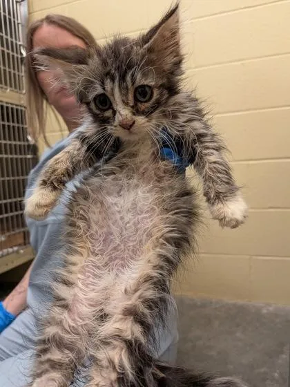 A baby small-sized female Domestic Short Hair cat named Nova for adoption in Independence, MO