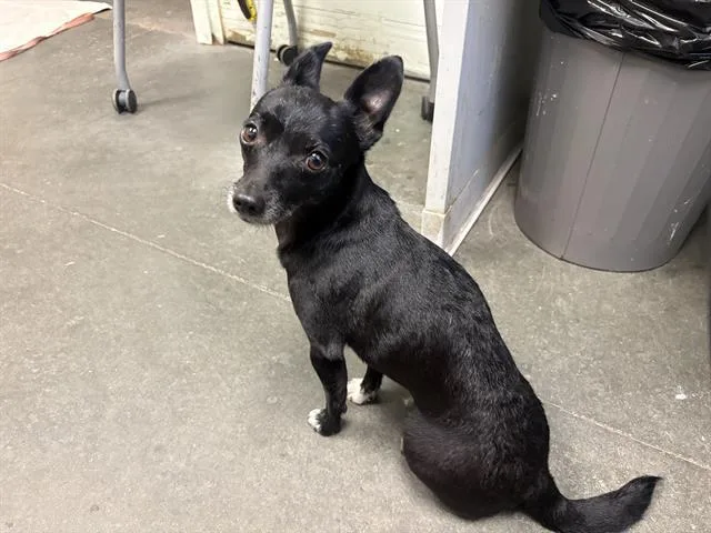 An adult small-sized male Chihuahua dog named Don Ricardo for adoption in Santa Cruz, CA
