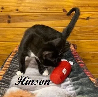 A baby medium-sized male Black & White / Tuxedo Tuxedo cat named Hinson for adoption in Southern Pines, NC
