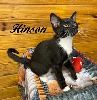 Hinson thumbnail 2