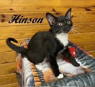 Hinson thumbnail 3