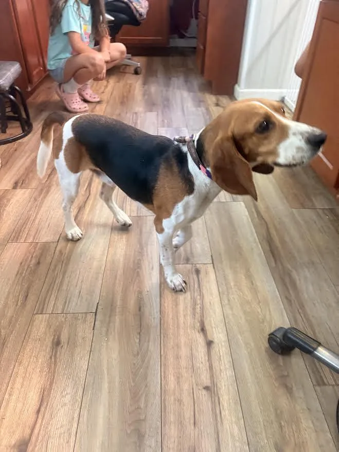 A young medium-sized male Tricolor (Brown, Black, & White) Beagle dog named Winston for adoption in New Windsor, NY