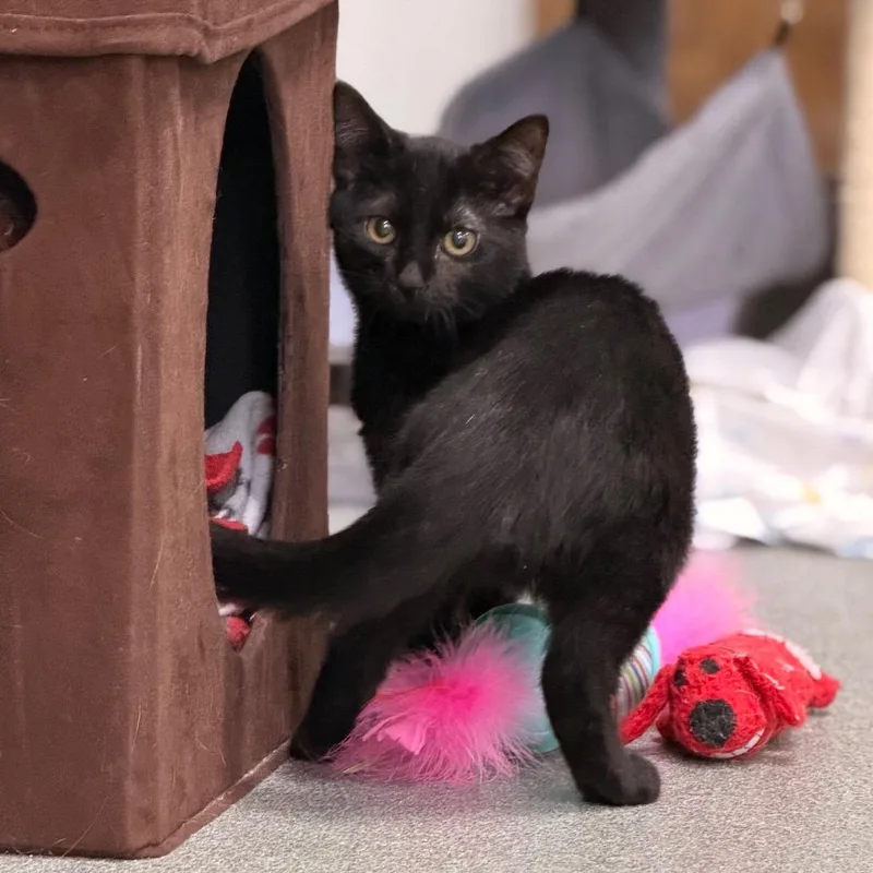 A baby small-sized male Black Domestic Short Hair cat named Fennel for adoption in Gainesville, FL