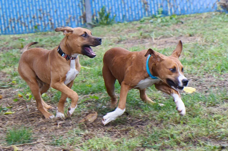 A baby medium-sized female Brown / Chocolate Hound dog named Ophelia for adoption in Kansas City, KS