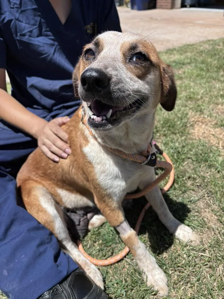 An adult medium-sized female Australian Cattle Dog / Blue Heeler dog named Tina for adoption in Stillwater, OK