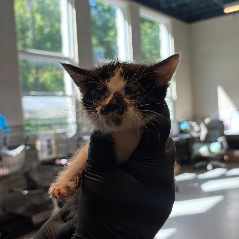 A baby small-sized male Black Domestic Short Hair cat named Star Fox for adoption in Huntington, WV