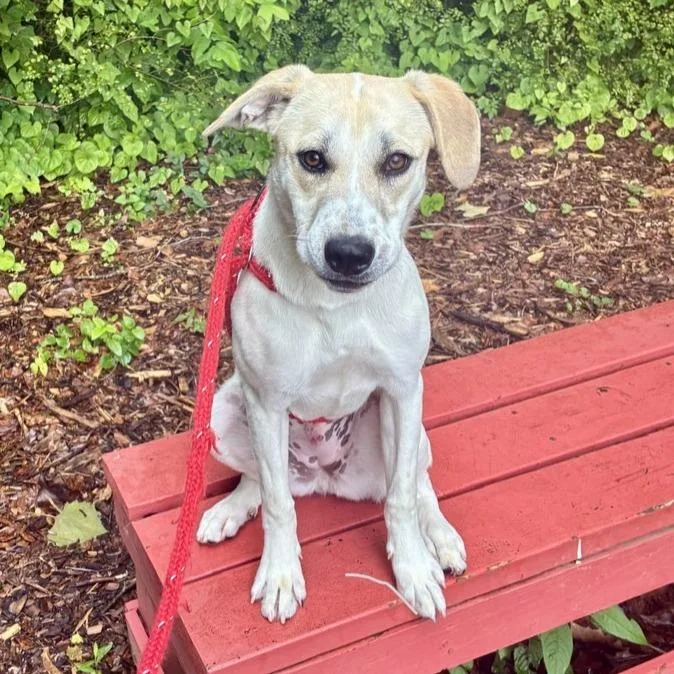 A young medium-sized female Apricot / Beige Labrador Retriever dog named Nike for adoption in Chattanooga, TN