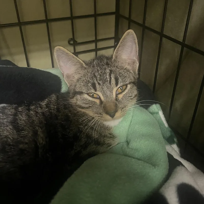 A baby medium-sized male Brown / Chocolate Domestic Short Hair cat named Gibson for adoption in Bismarck, ND