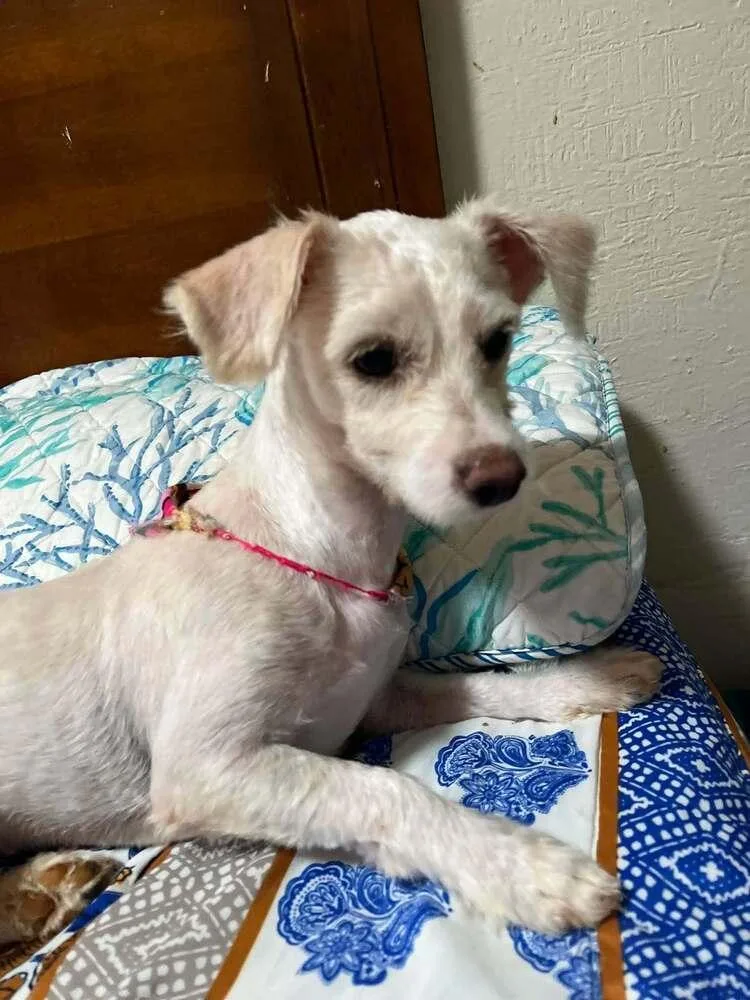 A young small-sized female White / Cream Shih Tzu dog named Cleo for adoption in Escondido, CA