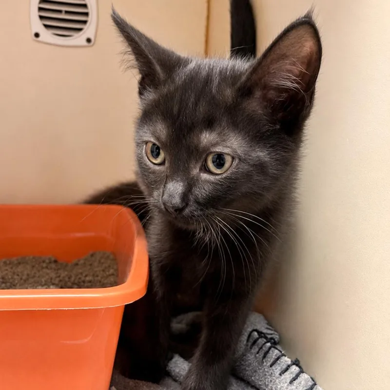 A baby small-sized male Black Domestic Medium Hair cat named Espresso for adoption in South Elgin, IL