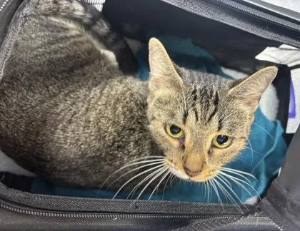An adult large-sized female Domestic Short Hair cat named Pear for adoption in Chamblee, GA