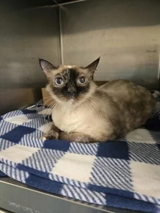 A senior medium-sized female Domestic Medium Hair cat named Suchi for adoption in Gainesville, FL