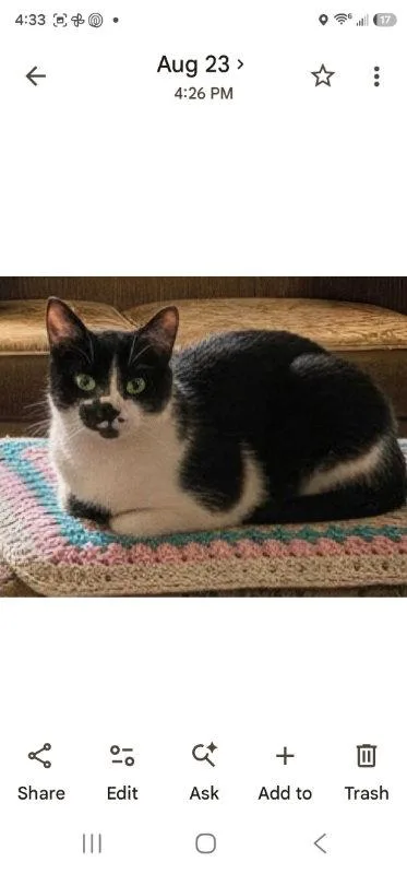 A young medium-sized female Black & White / Tuxedo Domestic Short Hair cat named Bailey for adoption in Knoxville, TN