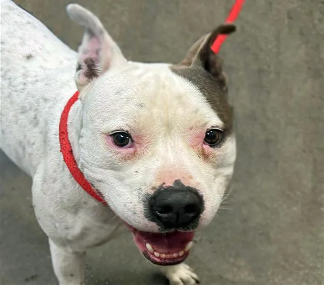 An adult medium-sized male Pit Bull Terrier dog named Chevy Madrigell for adoption in Tucson, AZ