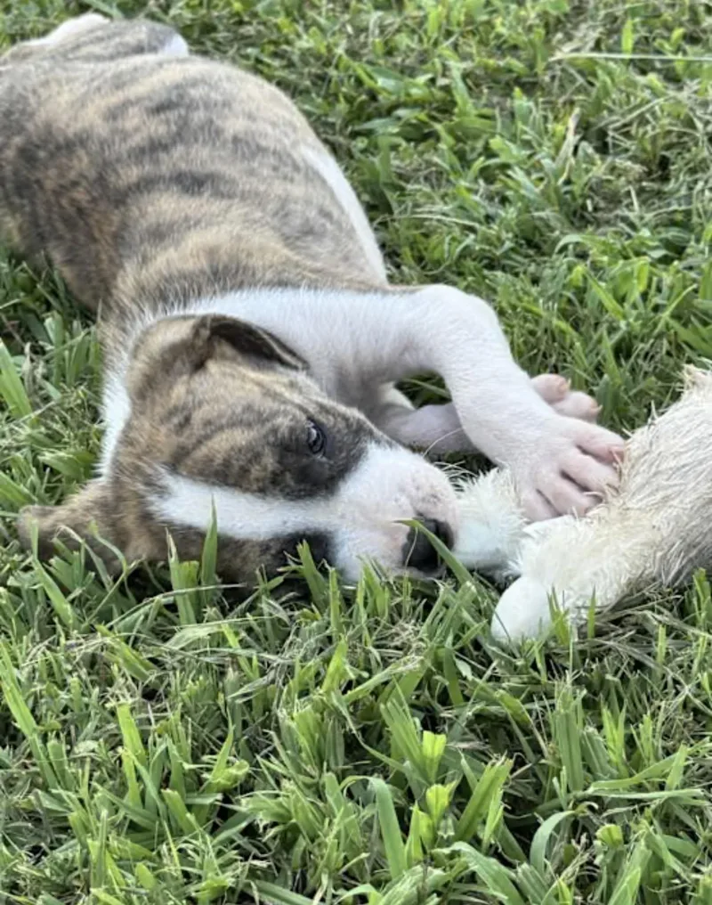 Peanut