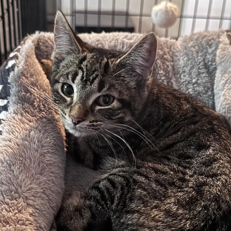 A baby small-sized female Brown / Chocolate Domestic Short Hair cat named Piper for adoption in TITUSVILLE, FL