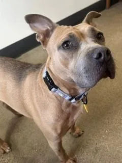 A young medium-sized female Yellow / Tan / Blond / Fawn Pit Bull Terrier dog named Misty for adoption in Cleveland, OH