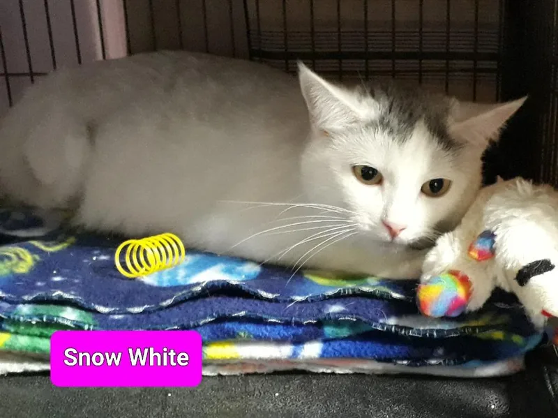 An adult medium-sized female Domestic Medium Hair cat named Snowwhite for adoption in Shelton, WA