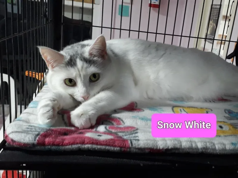Snowwhite thumbnail 2