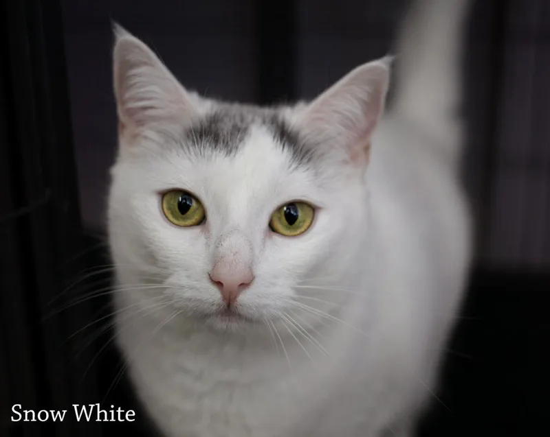 Snowwhite thumbnail 3