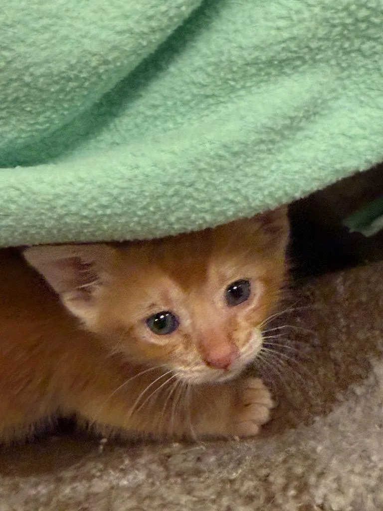 A baby medium-sized male Domestic Short Hair cat named Calvin for adoption in Saint Francisville, LA