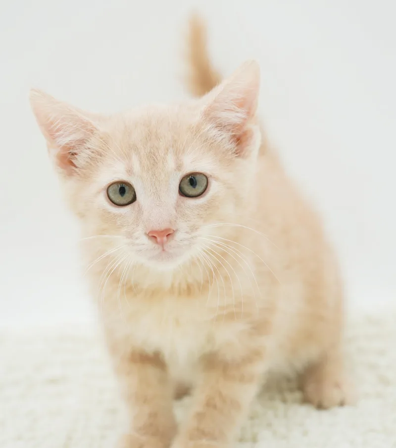 Zen is the purrfect