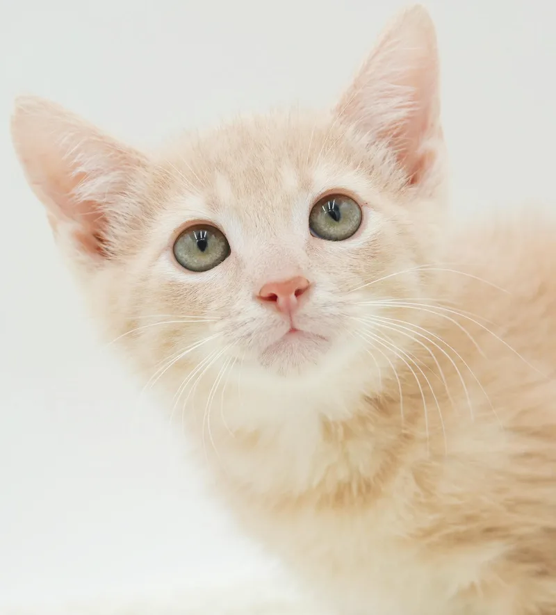 Zen is the purrfect thumbnail 2