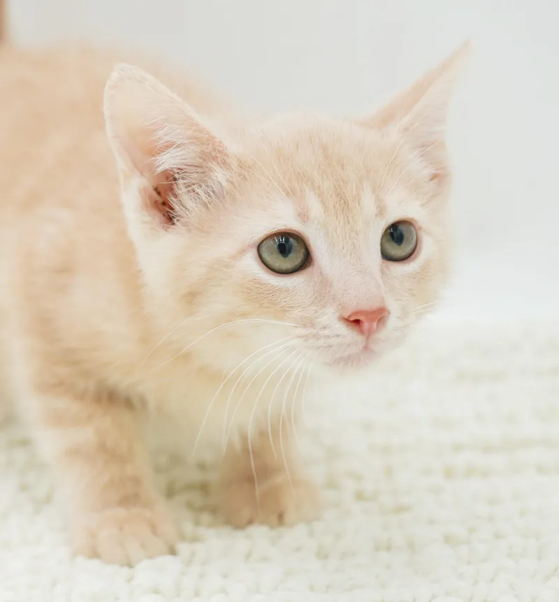 Zen is the purrfect thumbnail 3